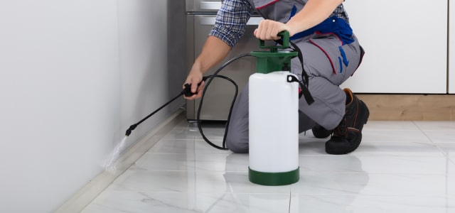 Exterminador de cinches en Rhode Island